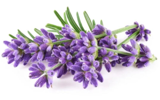 Lavender Soy Candle