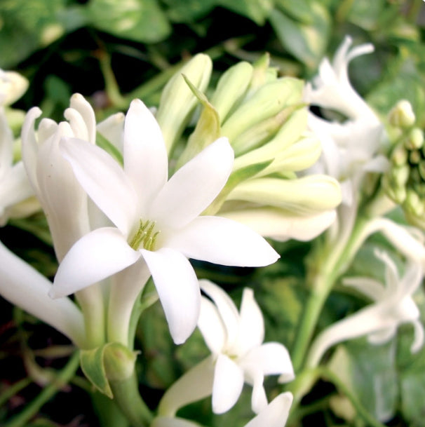 Gardenia Tuberose Soy Candle